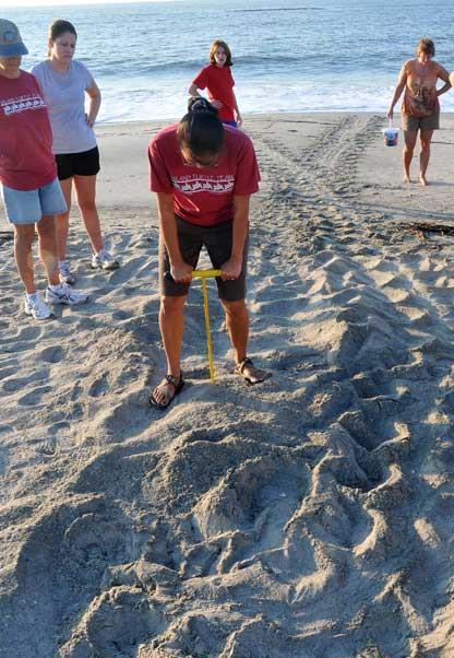 We are one of the largest turtle patrol volunteer programs in South Carolina, and we are thrilled
