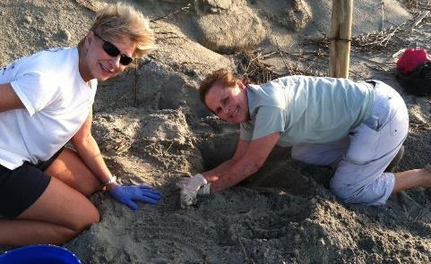Loggerhead sea turtles are the most common species to nest on Kiawah Island, and have been