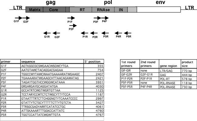 VOL. 79, 2005 SEROPREVALENCE AND GENOMIC DIVERGENCE OF FIV 8283 FIG. 1. A schematic representing the positions of the primers used for PCR confirmation on the FIV genome.