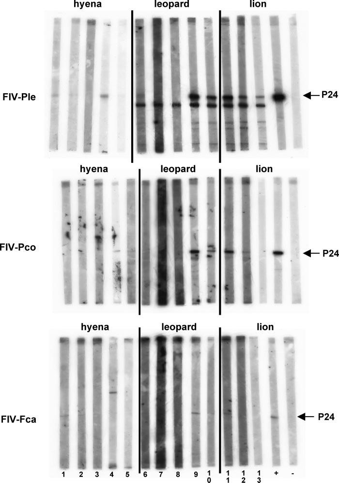 8286 TROYER ET AL. J. VIROL. FIG. 2. Western blots showing differential antibody reactivity to the three FIV viral antigens.