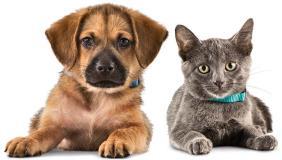 Different Classifications of Animals Service Animals individually trained to perform a task or service to help an