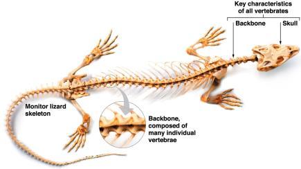 Vertebrates have an endoskeleton (an internal skeleton) that includes a backbone and a skull.