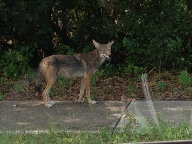 Focus Group Questions When did you first become aware of coyotes in Pinellas county?