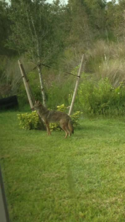 Focus Group Questions Have you had an encounter with a coyote in Pinellas county?