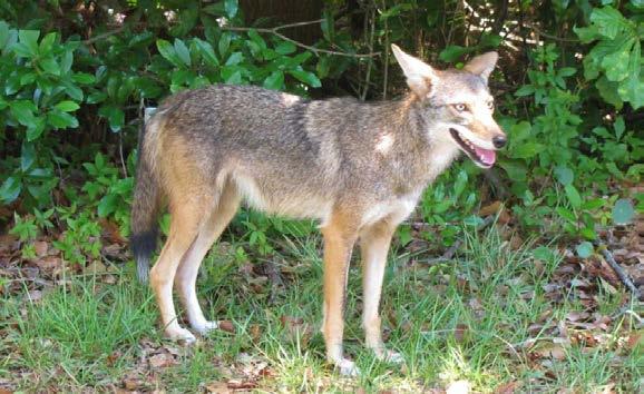 Focus Group Questions What do you think is important for FWC to tell people about coyotes?