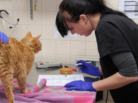 It Starts with Intake Intake staff are trained to evaluate cats at intake Cats are evaluated at intake by trained