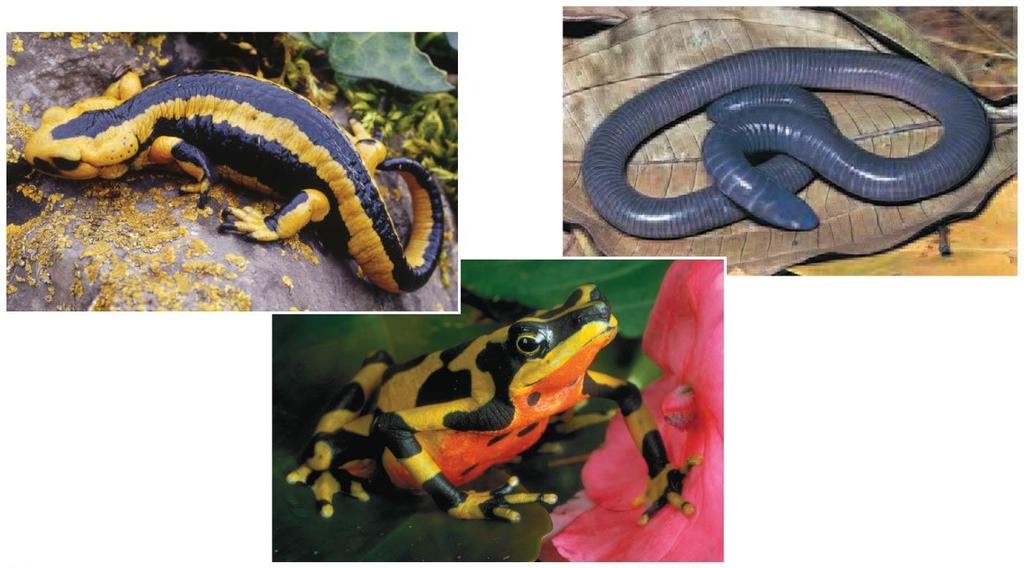 Figure 27.24 Amphibian diversity Salamanders retain their tails as adults.