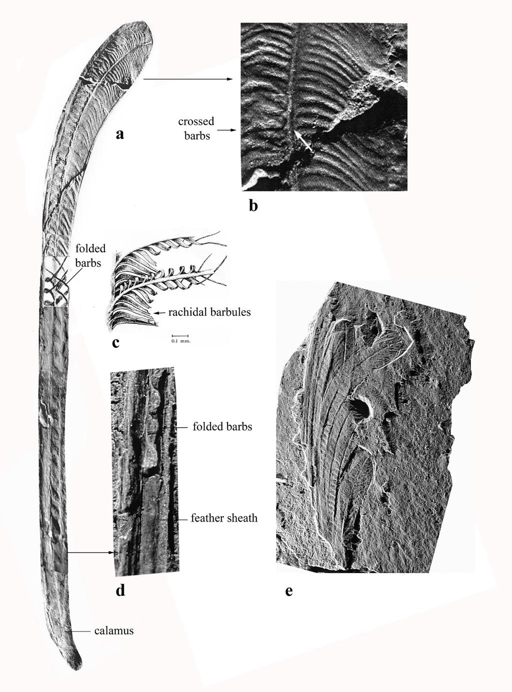 Figure 3 - Feather structure in Longisquama: a) composite figure with the proximal two thirds coming from photographs of the holotype specimen, and the distal one third from photographs of one of the