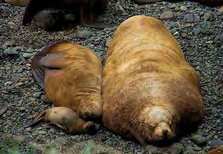 Steller Sea Lions This photo comes from the Encyclopedia of Life: http://www.eol.
