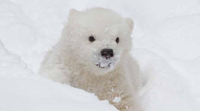 Polar Bears There are eight different kinds of bears: Asiatic black, black, brown, giant panda, polar, sloth, spectacled, and sun.