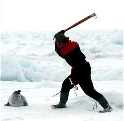 11 *Another source of fur is Canada's government-sanctioned seal slaughter, in which hundreds of thousands of seals, many just weeks old, are brutally killed.