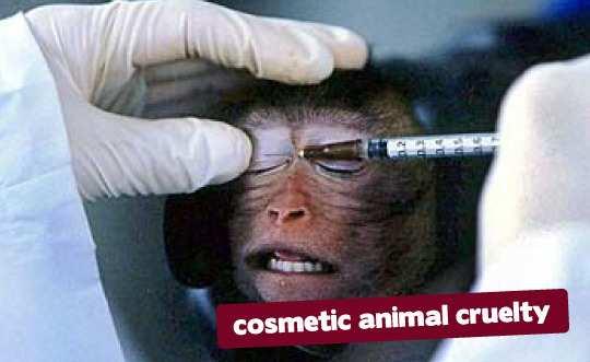 In animal testing, countless animals are experimented on and then killed after their use. Others are injured and remain living the remainder of their lives in captivity.