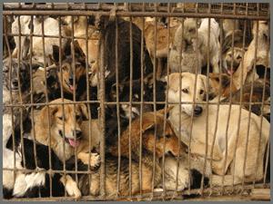16 A puppy mill is a large-scale commercial dog breeding operation that places profit over the well-being of its dogs that are often severely neglected.