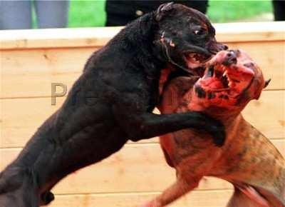 Dogs are ranked by their gameness the ability to keep fighting even when pain and loss of blood have caused them to go into shock.