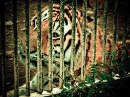 9 The scientific term for repetitive behaviors which are observed in captive animals is "Abnormal Repetitive Behavior" also known as ARB.