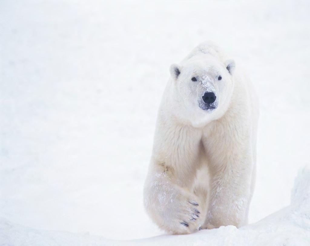 Before reading Chilling with Polar Bears Find out about How polar bears survive in the Arctic What prey polar bears hunt The effect of climate change on polar bears