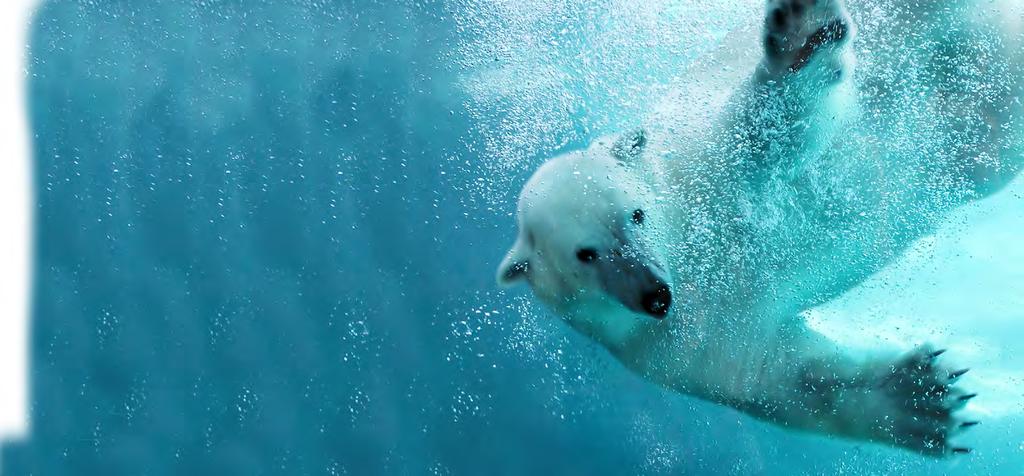 Where Do They Live? Polar bears live in and around the Arctic.
