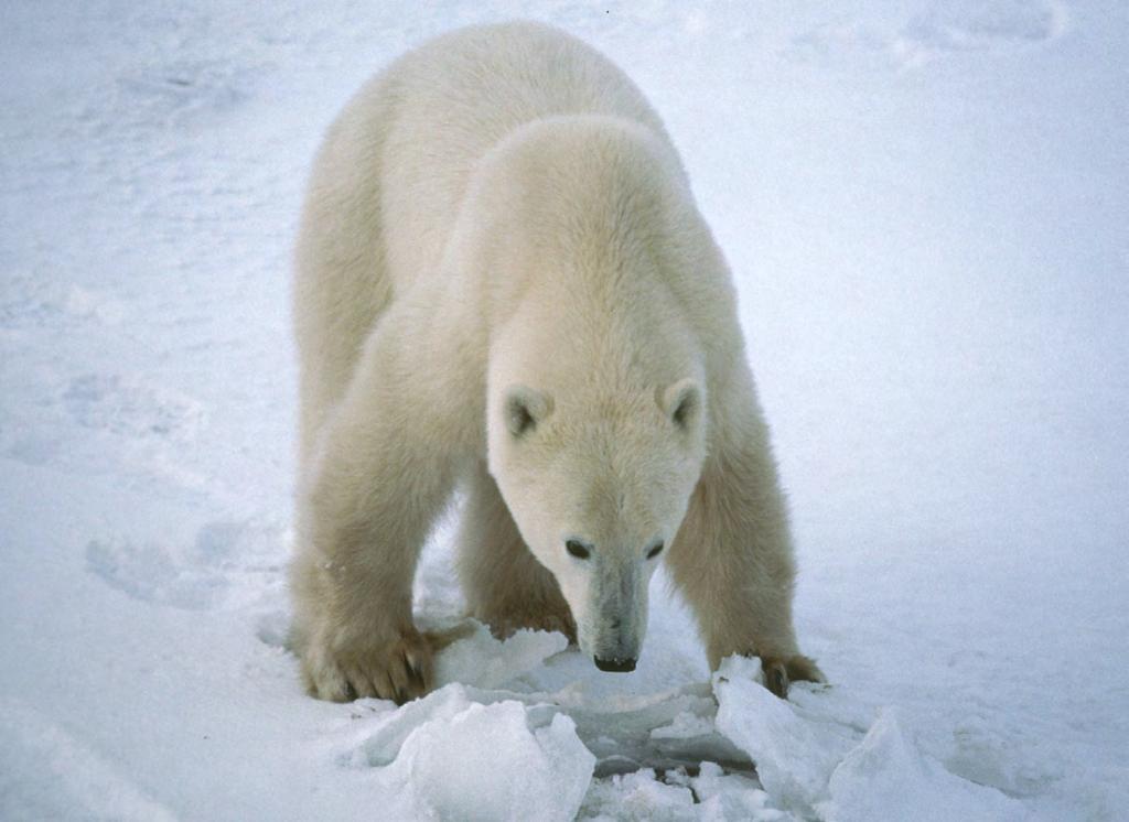 How Do Polar Bears Hunt? Polar bears hunt seals. They can smell seals from over 30 km away.