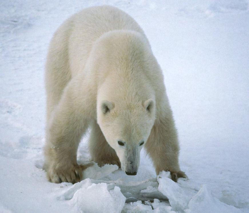 The polar bear waits by the edge of the ice until a seal comes to the surface.