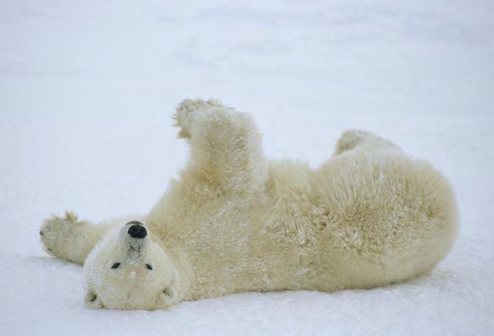 Keeping Warm Polar bears live in temperatures as cold as -40 C. That is colder than a freezer!
