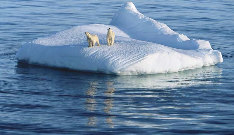 There is also less time for them to hunt seals. This means polar bears are finding it harder to survive.