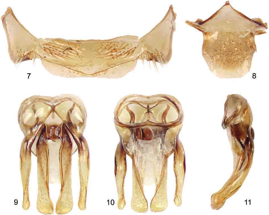 Figs 5-6: Photomicrographs of Megachile (Eutricharaea) ventrisi ENGEL 2008, facial