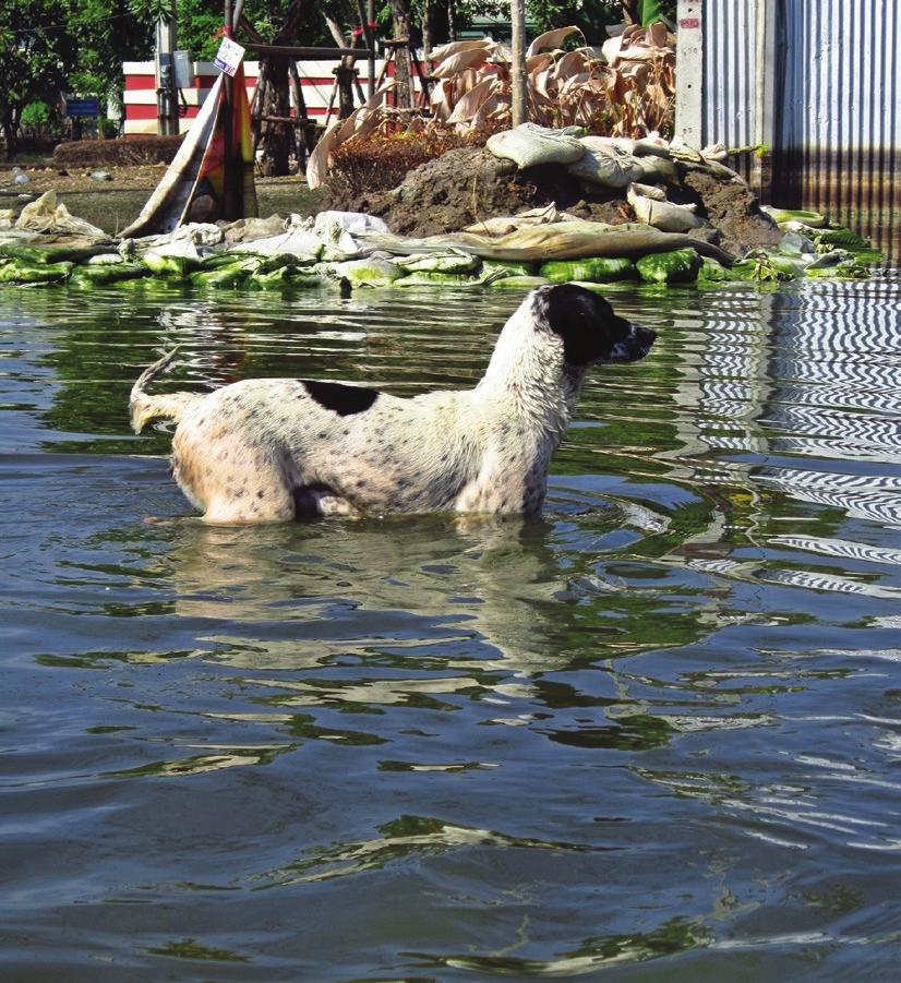 Veterinary Relief Grants Veterinarians themselves can be victims of natural disasters. Veterinary-relief grants help veterinarians rebuild their practices following devastating events.