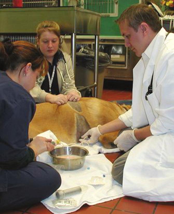 Veterinary Student Enhancement programs The AVMF is proud to be one of the nation s largest sources of veterinary scholarships and educational programs recognizing excellence in the next generation