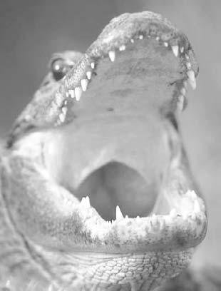 This allows them to open their mouth without breathing in water. 11 12 Crocodilians are fierce hunters. They use strong jaws to capture their prey.