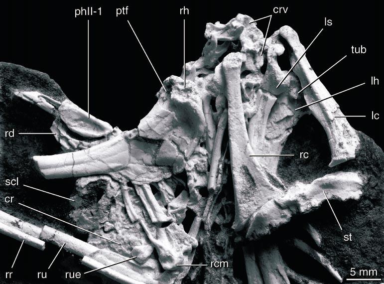 2002 CLARKE AND NORELL: APSARAVIS 13 Fig. 12. Pectoral girdle of Apsaravis ukhaana. The coracoids and sternum are in ventral view. See appendix 1 for anatomical abbreviations.