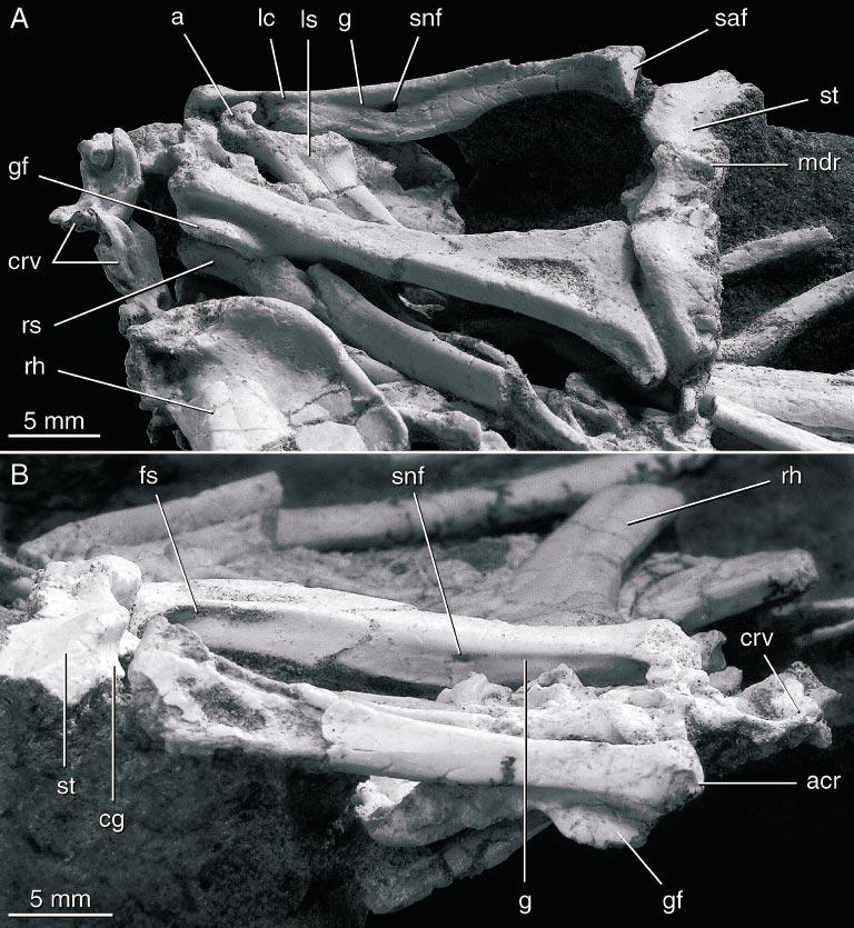 14 AMERICAN MUSEUM NOVITATES NO. 3387 Fig. 14. Pectoral girdle in (A) oblique right-ventral view and (B) oblique left-ventral view. See appendix 1 for anatomical abbreviations.