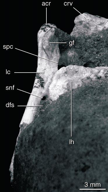 2002 CLARKE AND NORELL: APSARAVIS 15 Fig. 16. Right distal humerus in anterior (left) and posterior (right) views. See appendix 1 for anatomical abbreviations. Fig. 15. Dorsolateral view of left coracoid.