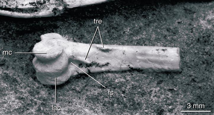 The right is preserved in articulation with the tarsometatarsus (fig. 21). The astragalus and calcaneum are completely fused to the tibia; no sutures are visible.