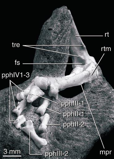2002 CLARKE AND NORELL: APSARAVIS 21 Fig. 23. Posterolateral view of right tibiotarsus and tarsometatarsus. Note flat hypotarsus and prominent ossified tendon.