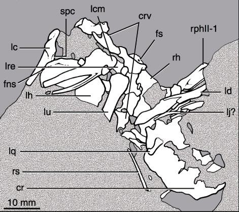 2002 CLARKE AND NORELL: APSARAVIS 7 Fig. 3.