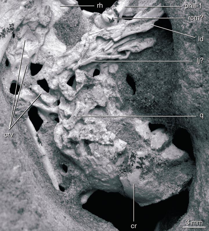 8 AMERICAN MUSEUM NOVITATES NO. 3387 Fig. 5. Detail of the cranium, the anterior cervical vertebrae, and the left jaw of the Apsaravis ukhaana holotype specimen.