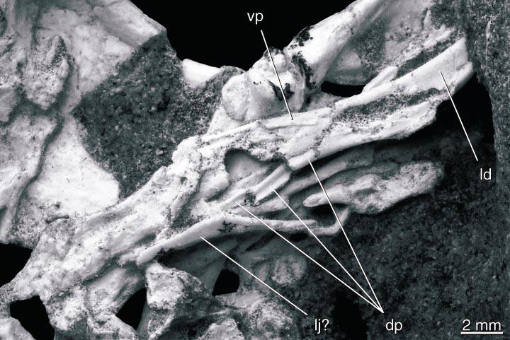 2002 CLARKE AND NORELL: APSARAVIS 9 Fig. 6. The left jaw and jugal of Apsaravis ukhaana. Note the dorsal and ventral processes of the posterior left dentary.