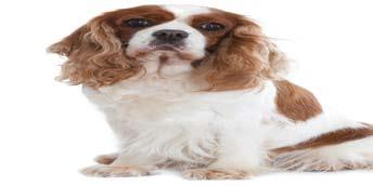 Breed Health Nutrition Tailor made nutrition for Cavalier King Charles Spaniels!