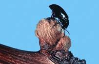 Apple Twig Borer Top Ten Grape Insect Pests in Nebraska Chelsey M. Wasem and Frederick P.