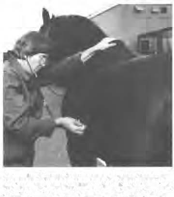 Vets ' Role in Equine Airlift In October 1993 a massive equine airlifl from 1-rankfurt. Germany to New York took place to bring competitors to Gladstone N.J.