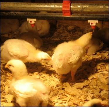 State Fair Boiler Orders State Fair broiler orders are due to the Brazos County Extension office by May 14th. The cost is $1.30 a bird and you must order in groups of 25.