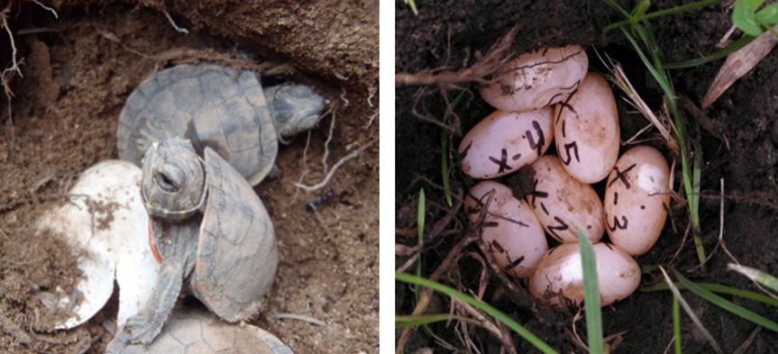 712 B. L. Bodensteiner et al. (a) (b) Fig. 1. (a) Hatchling painted turtle emerging from nest. (b) Experimental clutch of painted turtle eggs from this experiment. recorded from 1939 to 2011.