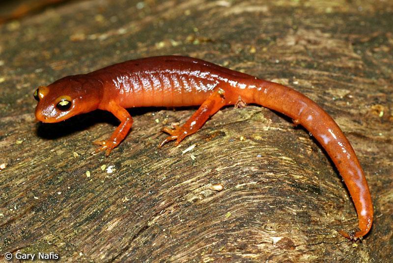Slide 9 1. What is the common name of this salamander? 2. What is the order, family, and genus of this salamander? 3.