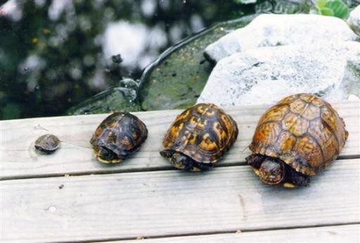 Reptile Development Turtles Follow Egg, Juvenile,