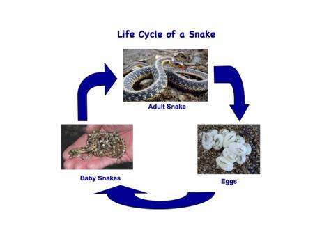 determination Snakes Generally follow Egg,