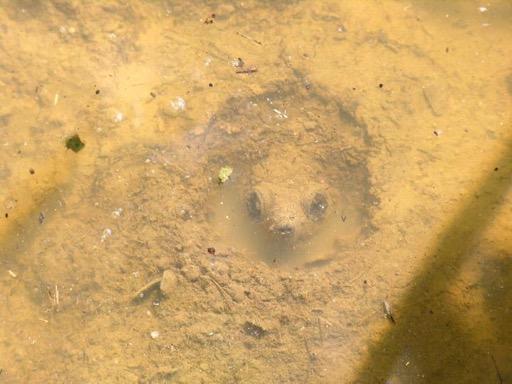 Overwintering Many turtles burrow into muds at the bottom of ponds Danger of freezing Anoxia