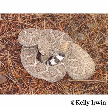 Crotalus atrox WesternDiamond-backedRatlesnaScore: kpriority Terrestrial Reptile Report Class: Order: Family: Reptilia Serpentes Viperidae 17 out of 100 Population Trend: Unknown Global Rank: State