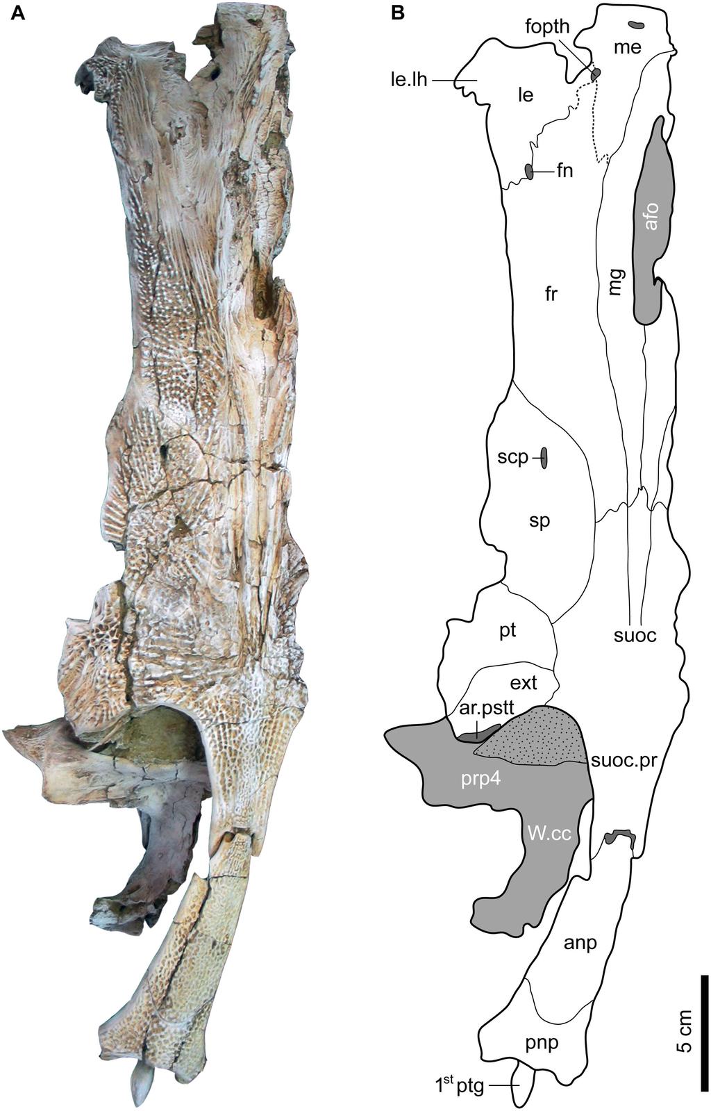 Fig 2. Dorsal view of the left neurocranium and nuchal plates of Qarmoutus hitanensis gen. et sp. nov.