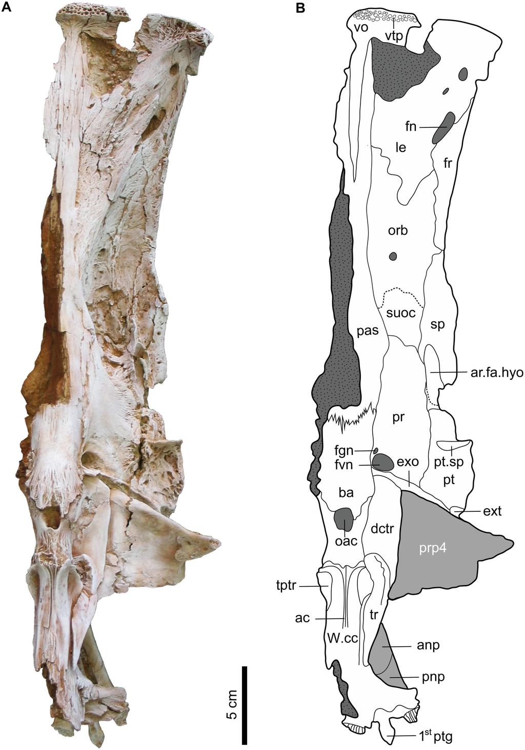 Fig 3. Ventral view of the left neurocranium and nuchal plates of Qarmoutus hitanensis gen. et sp. nov.
