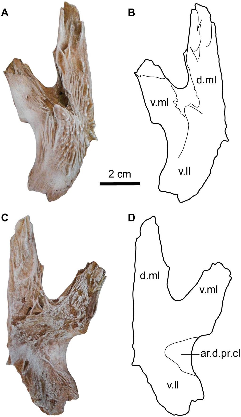 Fig 8. Left posttemporal-supracleithrum of Qarmoutus hitanensis gen. et sp. nov. Dorsal view in A, Photograph and B, Line drawing showing the anatomical features mentioned in the text.
